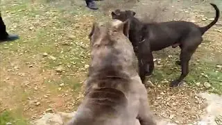 Pitbull destroys a Cane Corso!!!