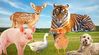 Wildlife Life - Tiger, Deer, Bear, Elephant, Monkey - Animal Sounds