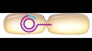 Prokaryotic fission and Prokaryotic conjugation Animation