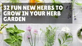 32 Fun New Herbs To Grow In Your Herb Garden