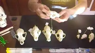 I mammiferi - Laboratorio di zoologia