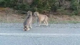 Two Lynx Cats Scream at Each Other - 1046300