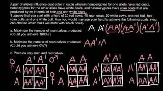 Animal breeding and Genetics