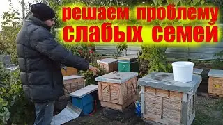 Что делать осенью со слабыми семьями отводками пчел на пасеке. Две семьи пчел зимуют в одном улье