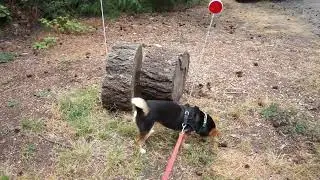 Taking 🐕 the dog