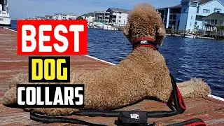 ✅Top 5 Best Dog Collars in 2024