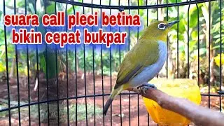 Suara Pleci Betina Memanggil Jantan  Di Jamin Langsung Nyaut