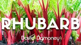 How to Grow and Harvest Rhubarb