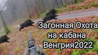 Загонная охота на кабана, Венгрия 2022!? Driven wild boar hunting, Hungary 2022!?