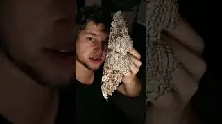 WORLDS BIGGEST MOTH FOUND! White witch