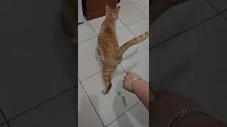 КОТ РЫЖИК ГУЛЯЕТ ПО ВЕТКЛИНИКЕ