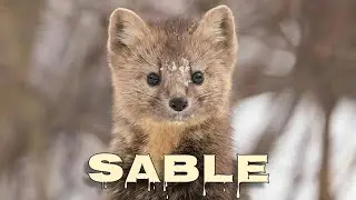 Sable sounds