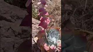 California succulents I’m habitat. 