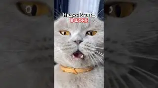 Ох уж эти человеки 🙄😬 #tiktok #cat #котики