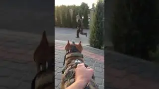 Ударный намордник
