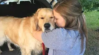 Some Dogs Are Born To Heal You ❤️ Dog Show Love To Their Human