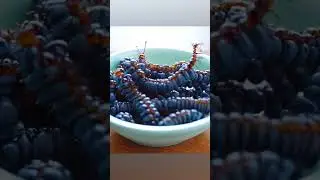 🫐 I thought they were Blueberries! 🤮