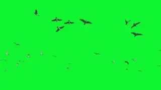 Birds Flying Green Screen Background video Effect