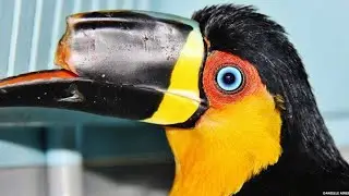 Toucan's life was saved. he got a new beak.