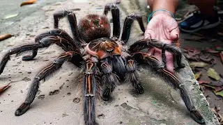 20 Biggest Spiders in the World