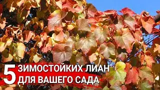 5 зимостойких лиан для вашего сада