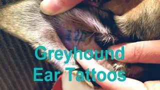 Ear Tattoos [2.4]