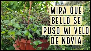 YA SE RECUPERO MI VELO DE NOVIA | MIRA COMO LO HICE / Paso a Paso