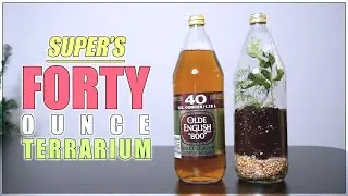 I turned a 40 OZ OLDE ENGLISH bottle into a TERRARIUM