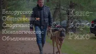 Невероятный кане-корсо. Защитная служба