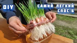 DIY Как вырастить зеленый лук на подоконнике Лук на зелень своими руками Зелень на срезку