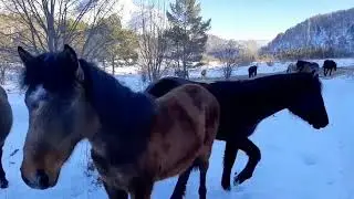 Лошадки -  неожиданное чудо в Чемале
