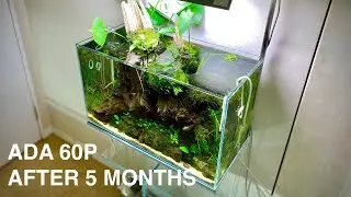 Details of My Beautiful Nature Aquarium Aquascape in ADA 60P