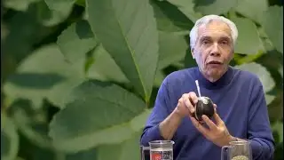 Dr. Joe Schwarcz discusses yerba mate