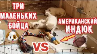 В парке Волков три самых маленьких Бойца устроили бойню с Американским Индюком.
