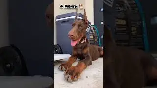 40 days to 10 Months doberman puppy transformation 