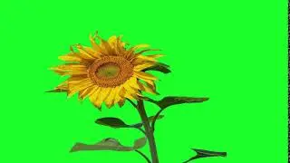 sunflower. | green screen video | copyright free | royalty free