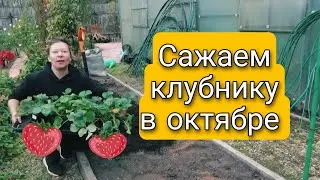 Сажайте Клубнику в Октябре Не Раздумывая 🍓