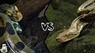 GREEN ANACONDA VS RETICULATED PYTHON - Who is the king of the snakes?