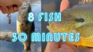 Catching 4 SPECIES of Massachusetts Fish (Breaking in my New Ultralight Rod) #shorts