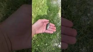 Catching BABY Green sunfish In Fish Trap #viral #fishing #fish #nature #wildlife #trap #shorts #fyp