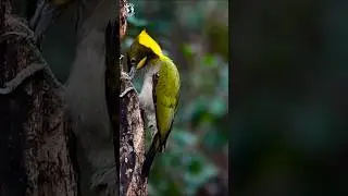 MOST AMAZING BIRDS IN THE FOREST | WOODPECKER | SOUNDS FOR STRESS RELIEF & HEALING | COLORFUL BIRDS