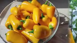 Богатый урожай ПЕРЦЕВ! От посева до УРОЖАЯ! ПЕРЕЦ от А до Я