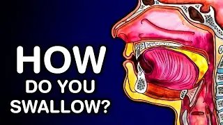 SWALLOWING OR DEGLUTITION - ANATOMY AND PHYSIOLOGY