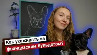 Французский бульдог. Как за ним ухаживать?