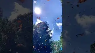 A Marvelous Spectacle of Butterflies Flying in the Sky!