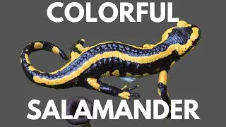 World's Most Beautiful Salamanders