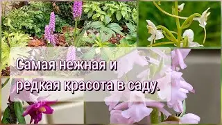 Самая нежная и редкая красота в саду. Орхидные Дремлик, Кокушник, Любка, Пальчетокоренник, Башмачок