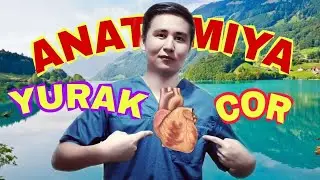 YURAK ANATOMIYASI, FIZIOLOGIYASI, VAZIFALAR, KLINIK ANATOMIYASI Anatomy of the Heart Анатомия сердца