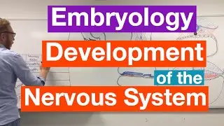 Development of the Nervous System | Embryology