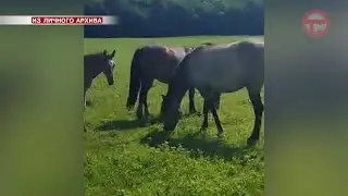 Сегодня ночью тигр напал на лошадь в Яконовке